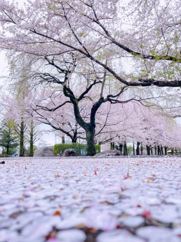 第13回あげお良いとこ探しフォトコンテスト及び表彰式 画像